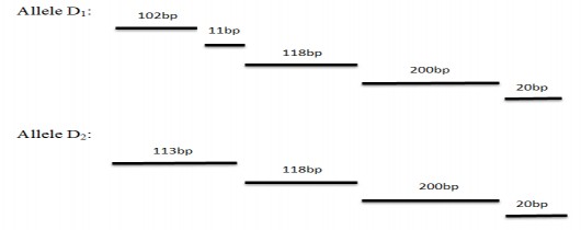 Hình 1 2 Sơ đồ mô phỏng các allele của gen POU1F1 Sơ đồ mô phỏng 3 kiểu gen D 1