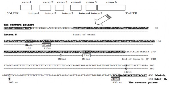 Vị trí cắt đa hình của enzyme Dde I trên gen POU1F1 thể hiện qua hình 1 4 Hình 2
