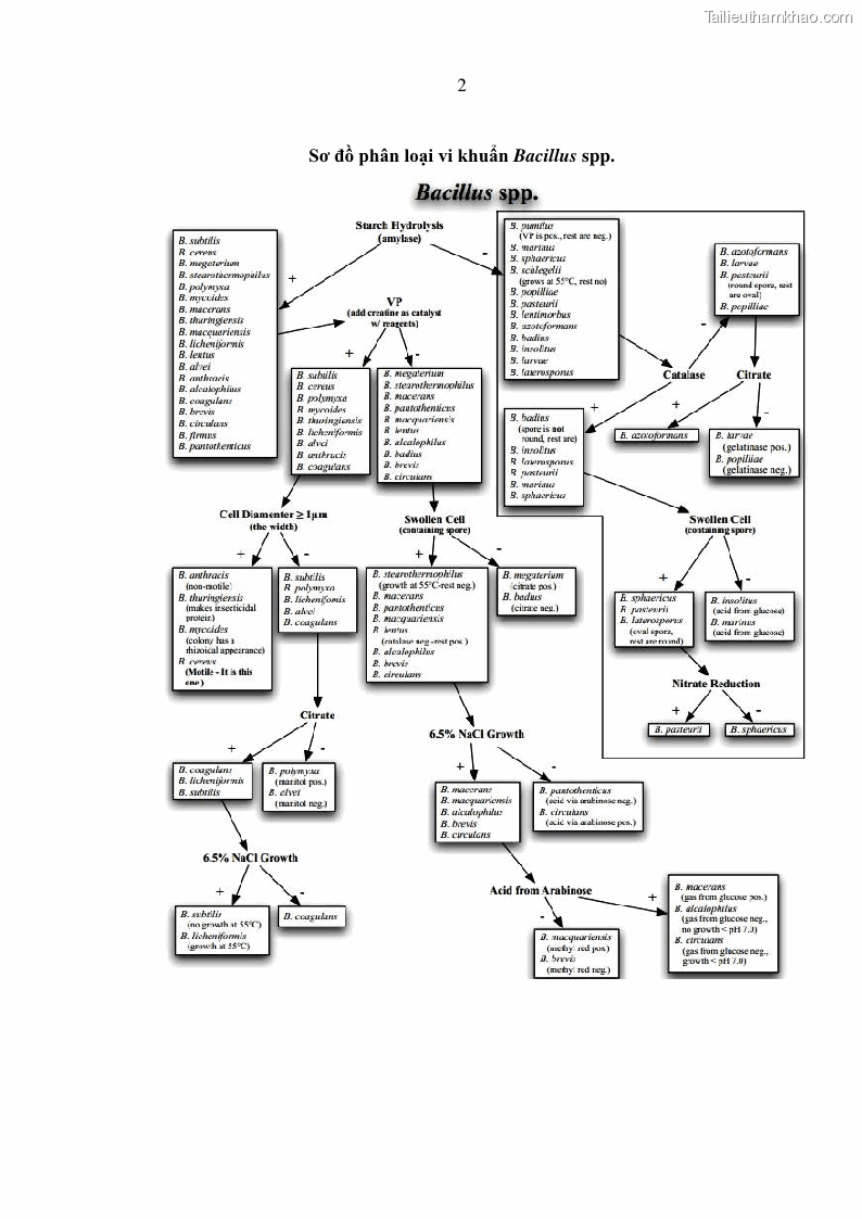 Luận án tiến sĩ bảo vệ thực vật Nghiên cứu sự đa dạng và độc tính của vi khuẩn Bacillus thuringiensis var. kurstaki trên sâu ăn lá hại rau ở Việt Nam - 14 Trang 160