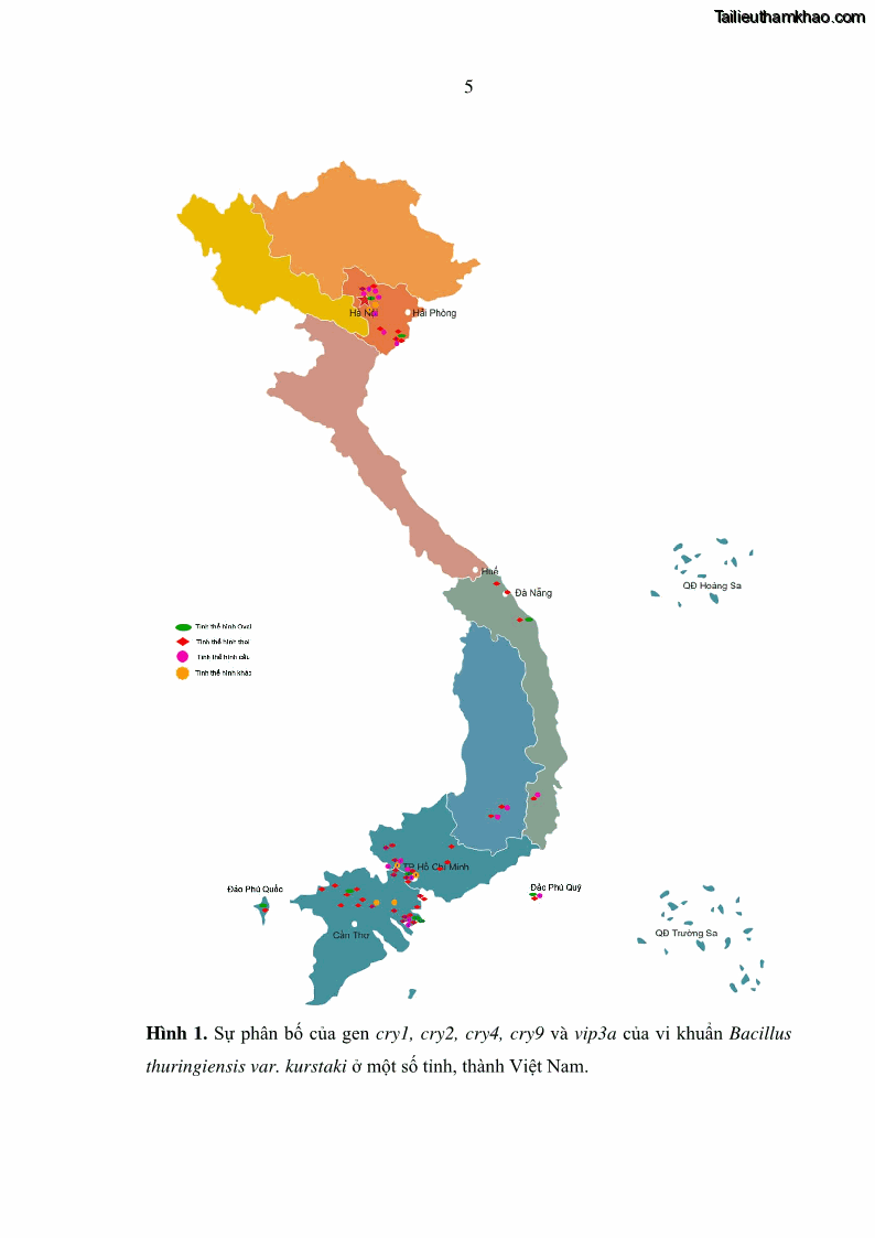 Luận án tiến sĩ bảo vệ thực vật Nghiên cứu sự đa dạng và độc tính của vi khuẩn Bacillus thuringiensis var. kurstaki trên sâu ăn lá hại rau ở Việt Nam - 14 Trang 163