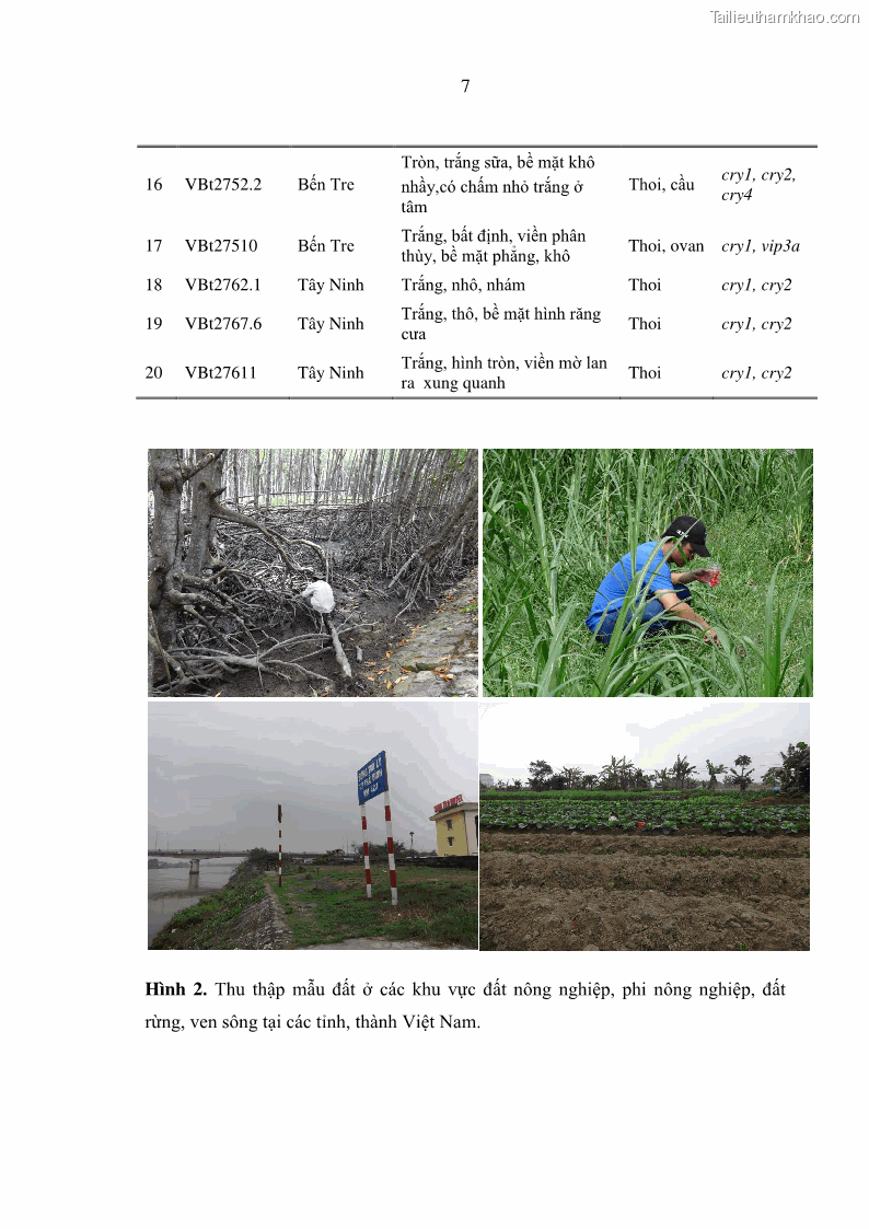 Luận án tiến sĩ bảo vệ thực vật Nghiên cứu sự đa dạng và độc tính của vi khuẩn Bacillus thuringiensis var. kurstaki trên sâu ăn lá hại rau ở Việt Nam - 14 Trang 165