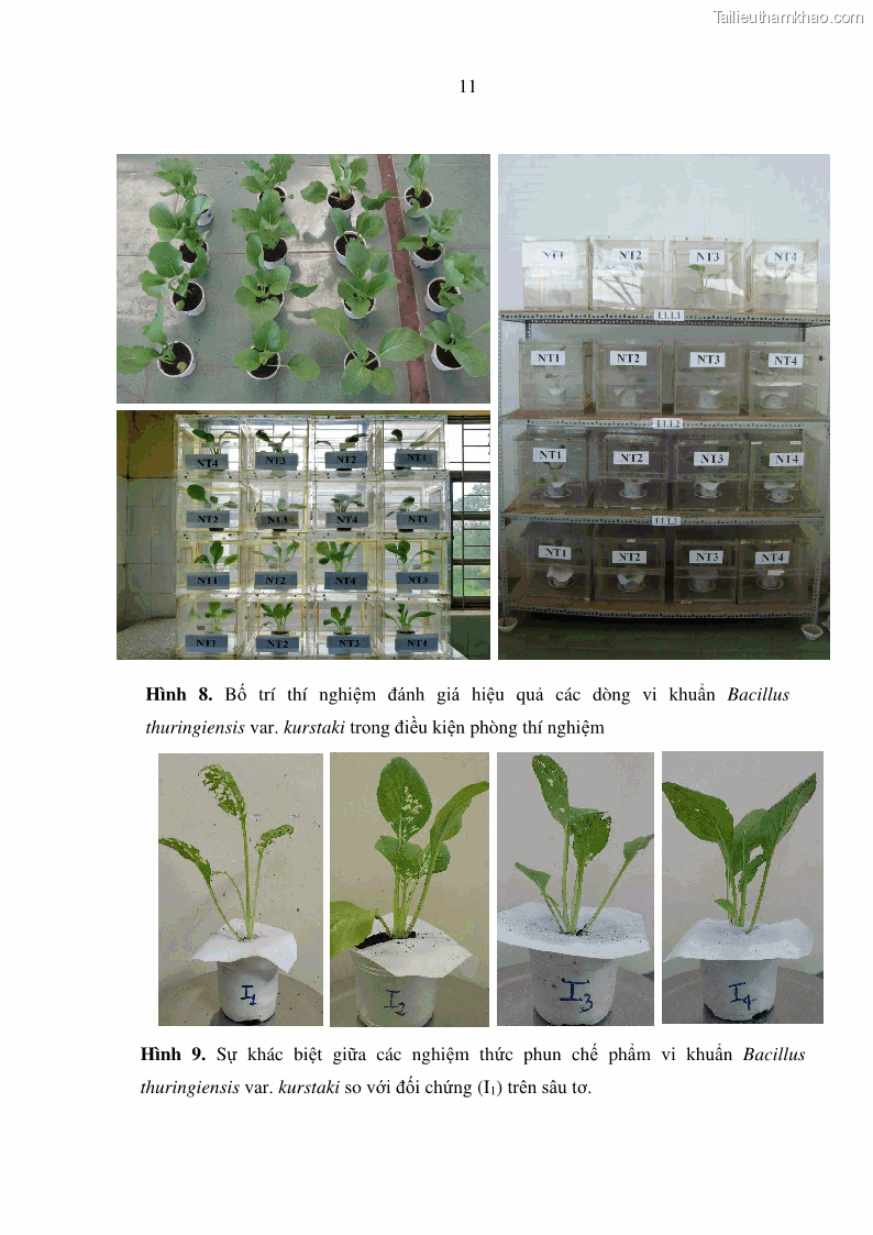 Luận án tiến sĩ bảo vệ thực vật Nghiên cứu sự đa dạng và độc tính của vi khuẩn Bacillus thuringiensis var. kurstaki trên sâu ăn lá hại rau ở Việt Nam - 15 Trang 169