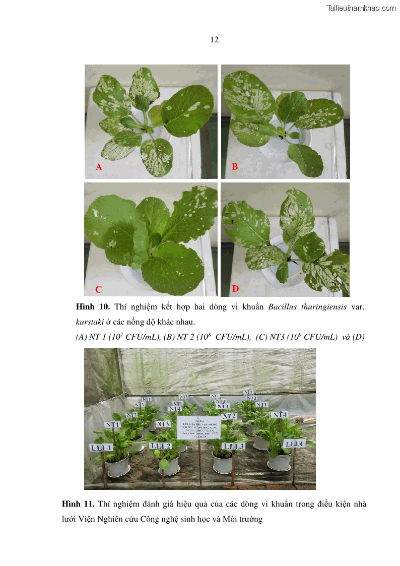 Luận án tiến sĩ bảo vệ thực vật Nghiên cứu sự đa dạng và độc tính của vi khuẩn Bacillus thuringiensis var. kurstaki trên sâu ăn lá hại rau ở Việt Nam - 15 Trang 170