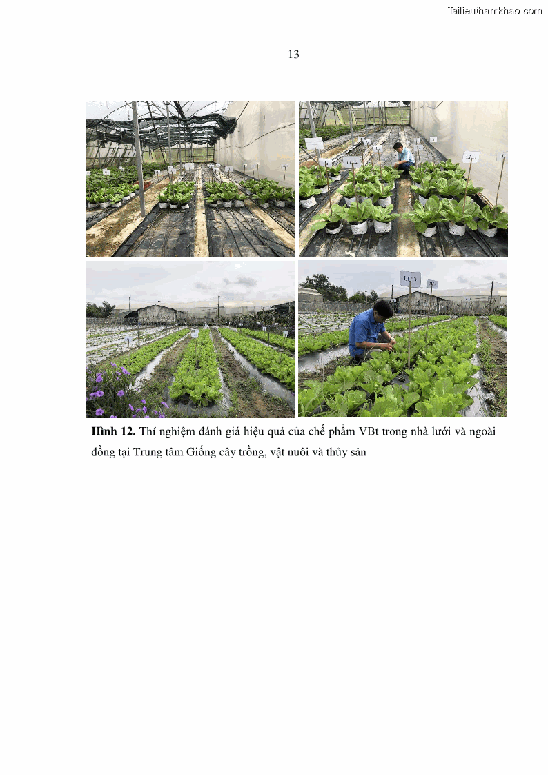 Luận án tiến sĩ bảo vệ thực vật Nghiên cứu sự đa dạng và độc tính của vi khuẩn Bacillus thuringiensis var. kurstaki trên sâu ăn lá hại rau ở Việt Nam - 15 Trang 171