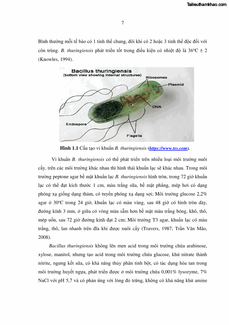 Luận án tiến sĩ bảo vệ thực vật Nghiên cứu sự đa dạng và độc tính của vi khuẩn Bacillus thuringiensis var. kurstaki trên sâu ăn lá hại rau ở Việt Nam - 3 Trang 33