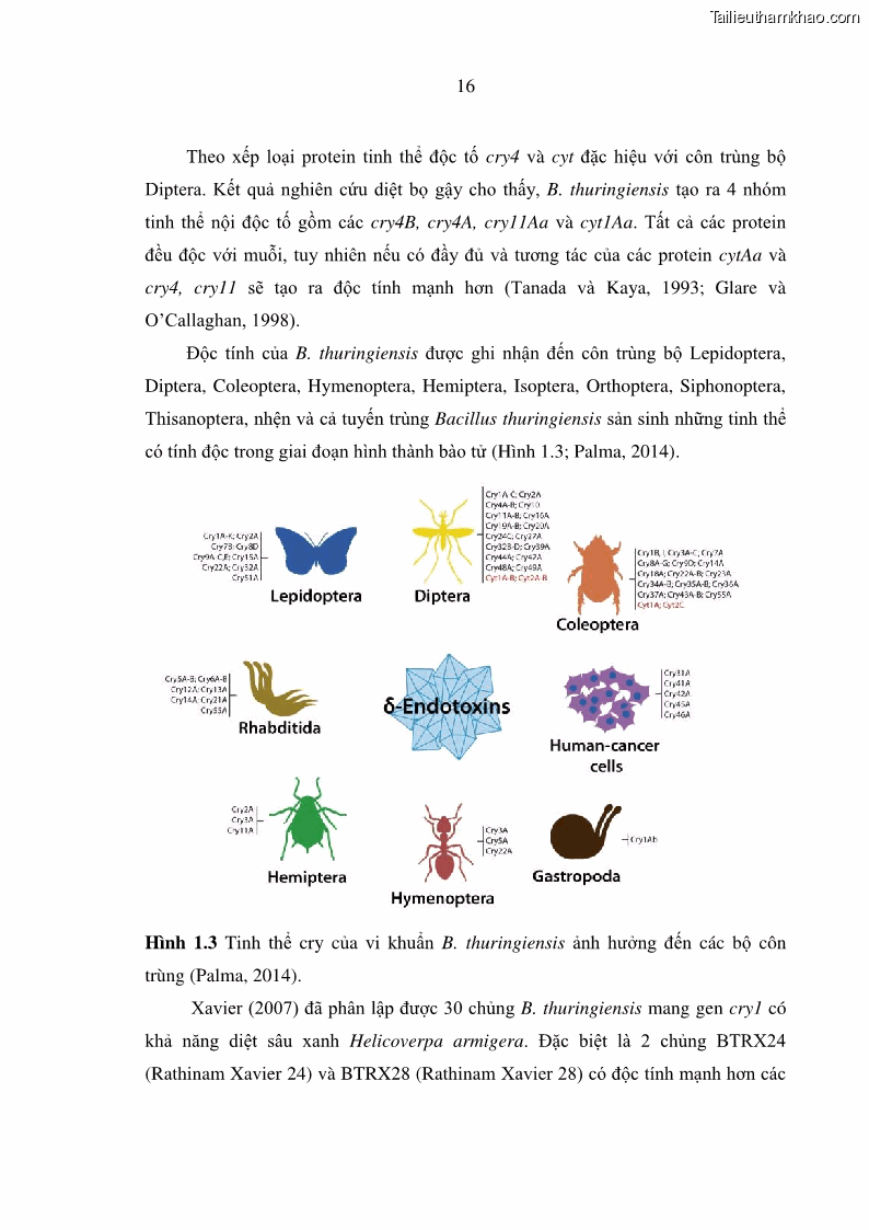 Luận án tiến sĩ bảo vệ thực vật Nghiên cứu sự đa dạng và độc tính của vi khuẩn Bacillus thuringiensis var. kurstaki trên sâu ăn lá hại rau ở Việt Nam - 4 Trang 42