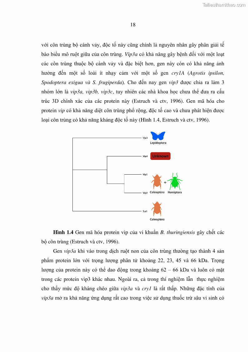 Luận án tiến sĩ bảo vệ thực vật Nghiên cứu sự đa dạng và độc tính của vi khuẩn Bacillus thuringiensis var. kurstaki trên sâu ăn lá hại rau ở Việt Nam - 4 Trang 44