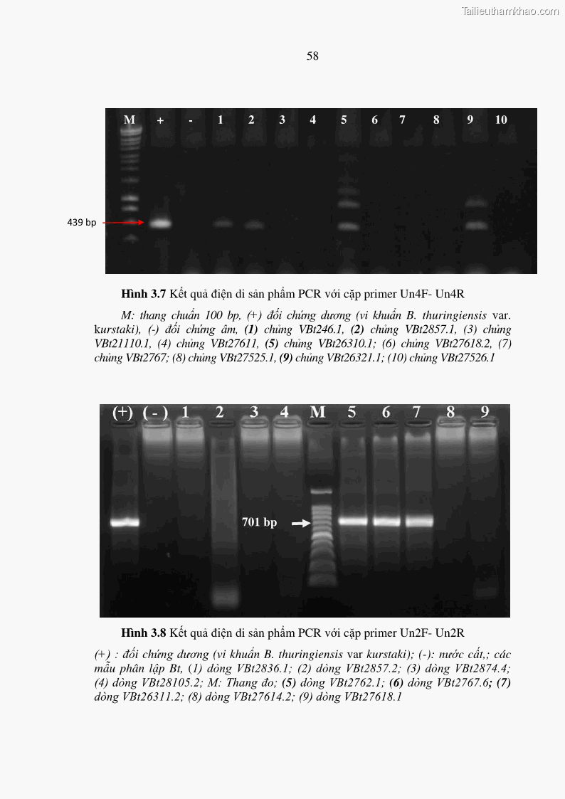Luận án tiến sĩ bảo vệ thực vật Nghiên cứu sự đa dạng và độc tính của vi khuẩn Bacillus thuringiensis var. kurstaki trên sâu ăn lá hại rau ở Việt Nam - 7 Trang 84