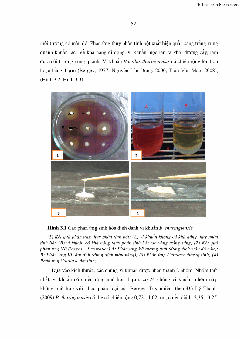 Luận án tiến sĩ bảo vệ thực vật Nghiên cứu sự đa dạng và độc tính của vi khuẩn Bacillus thuringiensis var. kurstaki trên sâu ăn lá hại rau ở Việt Nam - 7 Trang 78