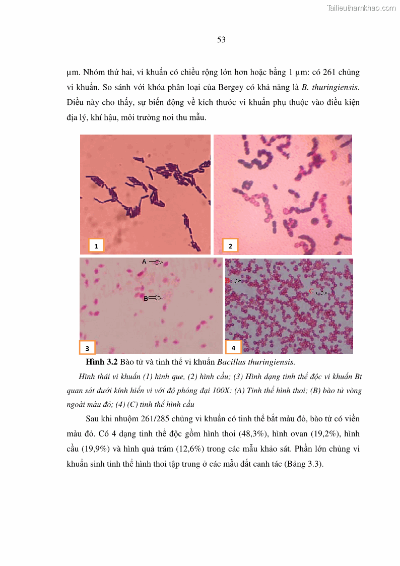 Luận án tiến sĩ bảo vệ thực vật Nghiên cứu sự đa dạng và độc tính của vi khuẩn Bacillus thuringiensis var. kurstaki trên sâu ăn lá hại rau ở Việt Nam - 7 Trang 79