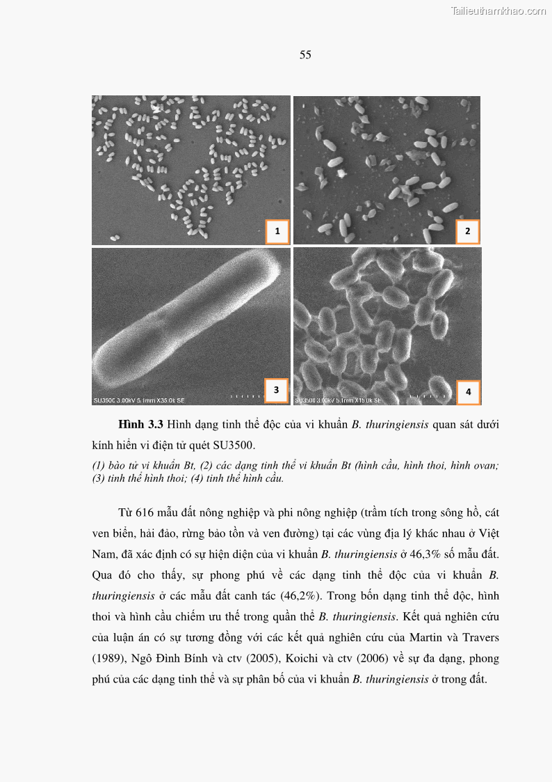 Luận án tiến sĩ bảo vệ thực vật Nghiên cứu sự đa dạng và độc tính của vi khuẩn Bacillus thuringiensis var. kurstaki trên sâu ăn lá hại rau ở Việt Nam - 7 Trang 81