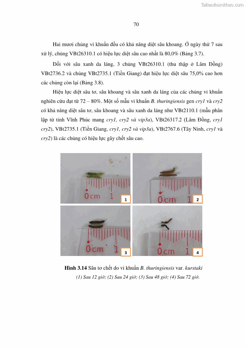 Luận án tiến sĩ bảo vệ thực vật Nghiên cứu sự đa dạng và độc tính của vi khuẩn Bacillus thuringiensis var. kurstaki trên sâu ăn lá hại rau ở Việt Nam - 8 Trang 96