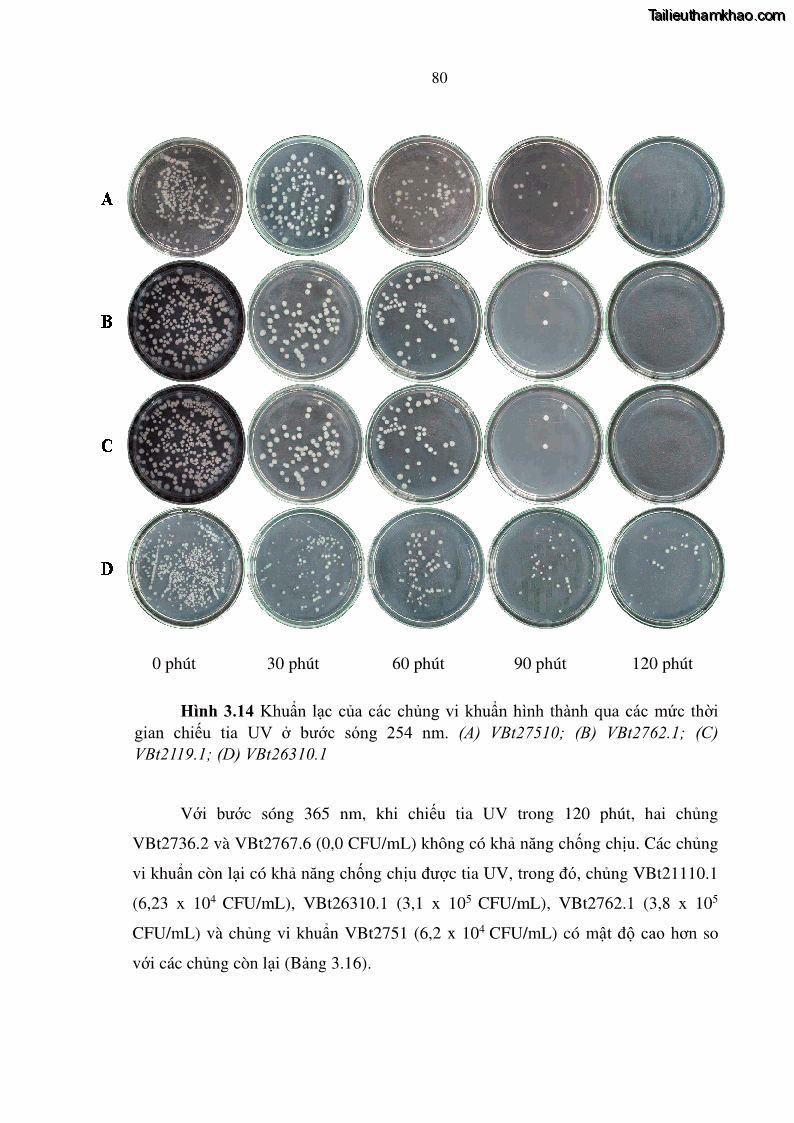 Luận án tiến sĩ bảo vệ thực vật Nghiên cứu sự đa dạng và độc tính của vi khuẩn Bacillus thuringiensis var. kurstaki trên sâu ăn lá hại rau ở Việt Nam - 9 Trang 106