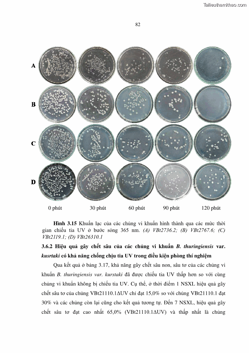 Luận án tiến sĩ bảo vệ thực vật Nghiên cứu sự đa dạng và độc tính của vi khuẩn Bacillus thuringiensis var. kurstaki trên sâu ăn lá hại rau ở Việt Nam - 9 Trang 108