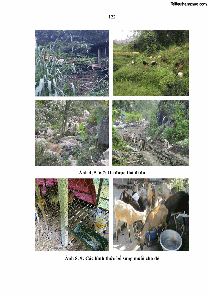 Luận án tiến sĩ chăn nuôi Đặc điểm sinh trưởng và mối tương quan đa hình gen POU1F1 với tính trạng sinh trưởng của dê địa phương Định Hóa - 12 Trang 135