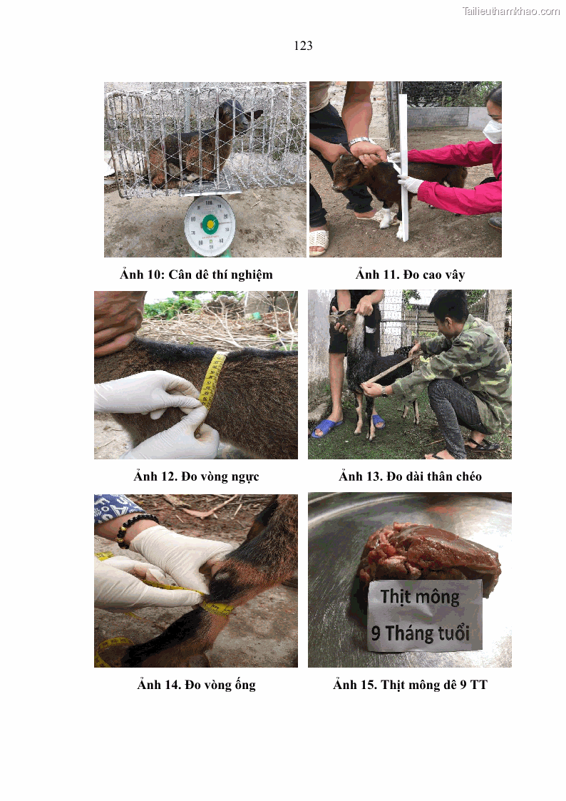 Luận án tiến sĩ chăn nuôi Đặc điểm sinh trưởng và mối tương quan đa hình gen POU1F1 với tính trạng sinh trưởng của dê địa phương Định Hóa - 12 Trang 136