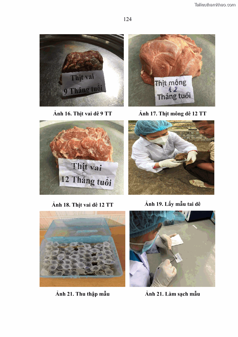 Luận án tiến sĩ chăn nuôi Đặc điểm sinh trưởng và mối tương quan đa hình gen POU1F1 với tính trạng sinh trưởng của dê địa phương Định Hóa - 12 Trang 137