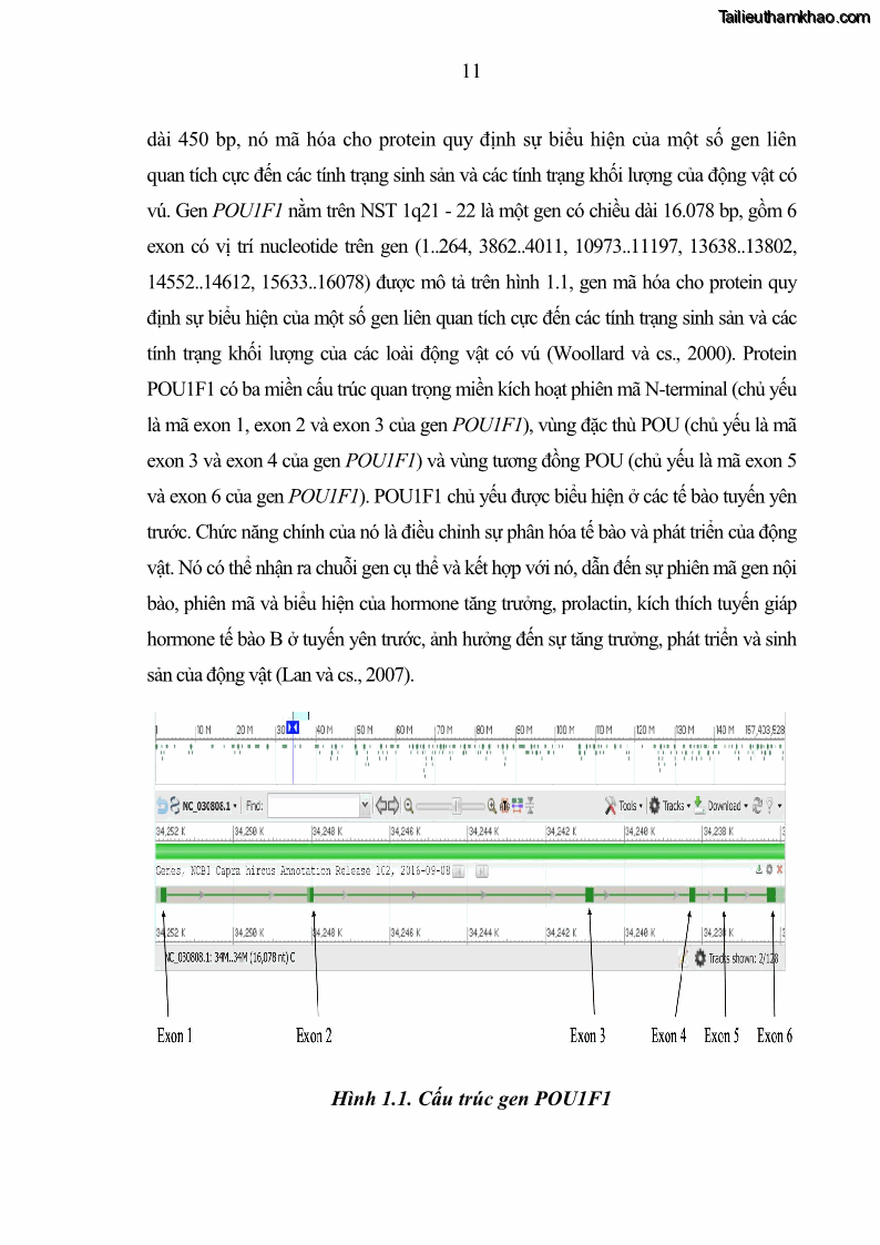 Luận án tiến sĩ chăn nuôi Đặc điểm sinh trưởng và mối tương quan đa hình gen POU1F1 với tính trạng sinh trưởng của dê địa phương Định Hóa - 2 Trang 24
