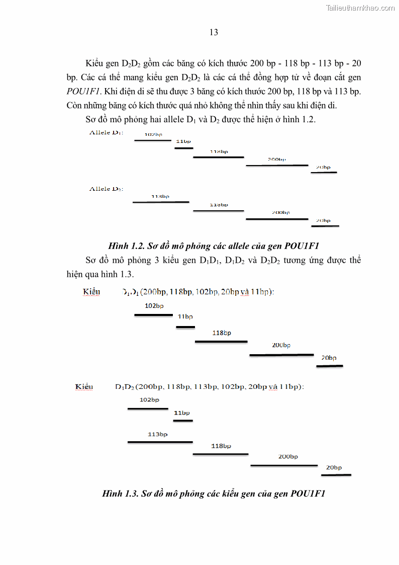 Luận án tiến sĩ chăn nuôi Đặc điểm sinh trưởng và mối tương quan đa hình gen POU1F1 với tính trạng sinh trưởng của dê địa phương Định Hóa - 3 Trang 26