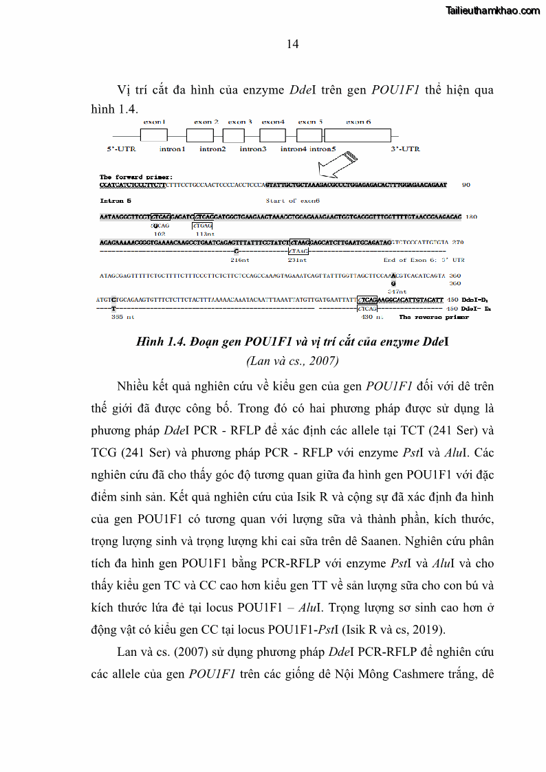 Luận án tiến sĩ chăn nuôi Đặc điểm sinh trưởng và mối tương quan đa hình gen POU1F1 với tính trạng sinh trưởng của dê địa phương Định Hóa - 3 Trang 27