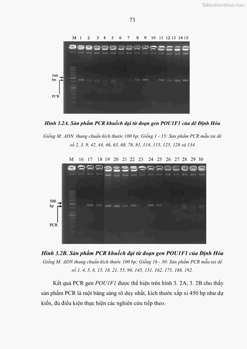 Luận án tiến sĩ chăn nuôi Đặc điểm sinh trưởng và mối tương quan đa hình gen POU1F1 với tính trạng sinh trưởng của dê địa phương Định Hóa - 8 Trang 86