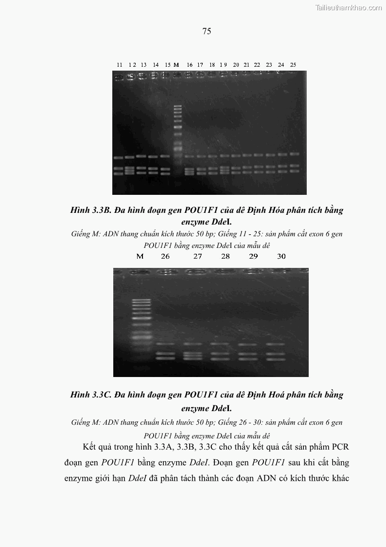 Luận án tiến sĩ chăn nuôi Đặc điểm sinh trưởng và mối tương quan đa hình gen POU1F1 với tính trạng sinh trưởng của dê địa phương Định Hóa - 8 Trang 88