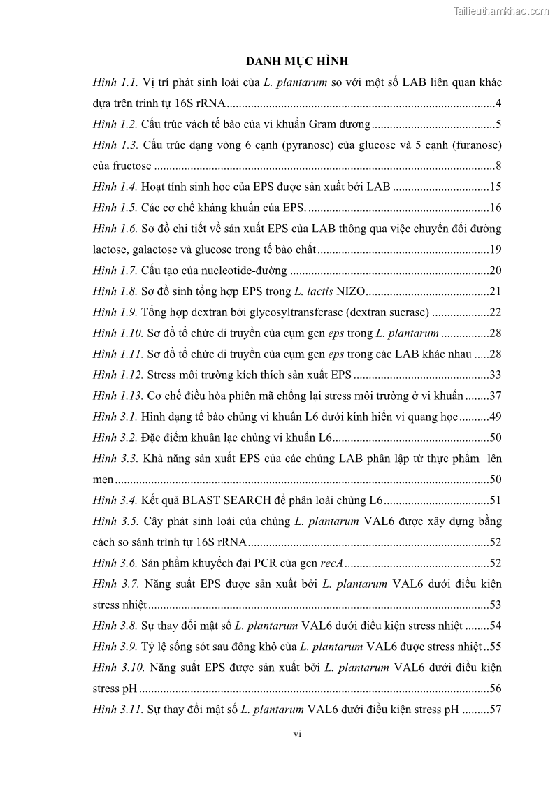 Luận án tiến sĩ công nghệ sinh học Nghiên cứu các điều kiện stress môi trường đến khả năng tổng hợp exopolysaccharides của vi khuẩn Lactobacillus plantarum - 1 Trang 10
