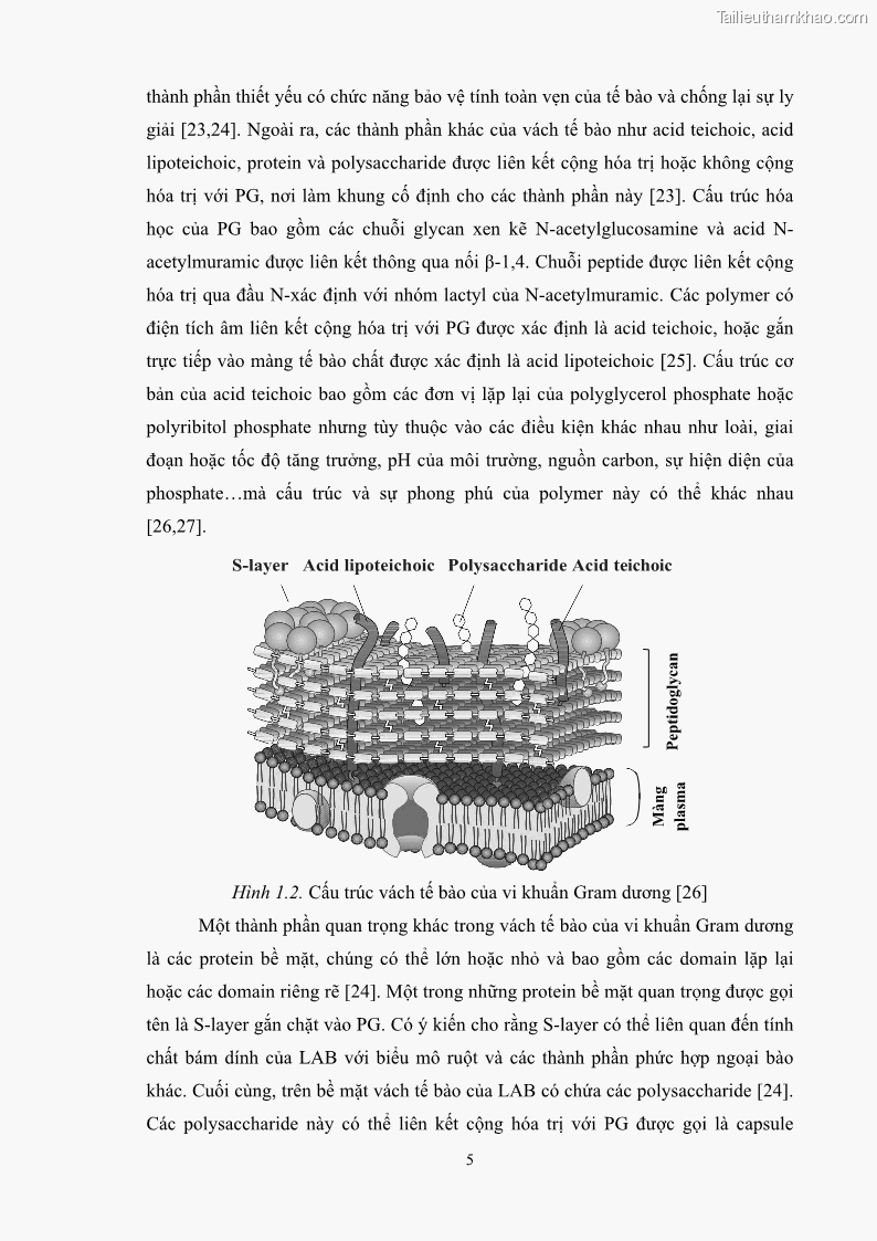 Luận án tiến sĩ công nghệ sinh học Nghiên cứu các điều kiện stress môi trường đến khả năng tổng hợp exopolysaccharides của vi khuẩn Lactobacillus plantarum - 2 Trang 21