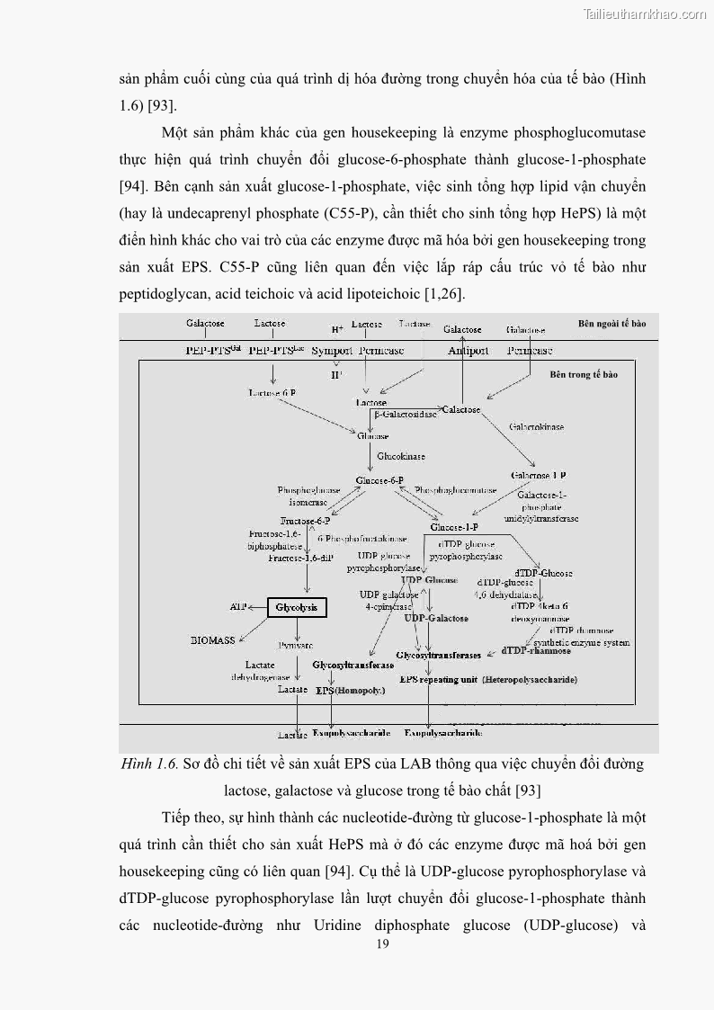 Luận án tiến sĩ công nghệ sinh học Nghiên cứu các điều kiện stress môi trường đến khả năng tổng hợp exopolysaccharides của vi khuẩn Lactobacillus plantarum - 3 Trang 35