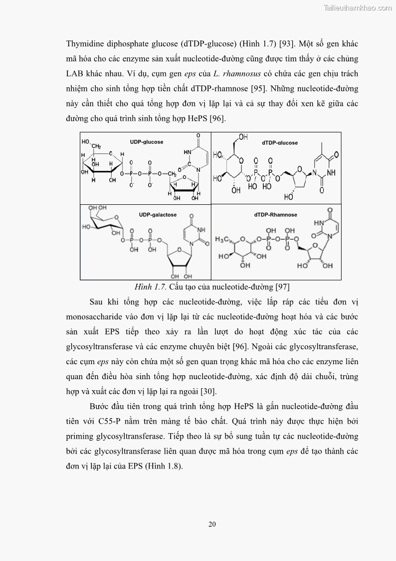 Luận án tiến sĩ công nghệ sinh học Nghiên cứu các điều kiện stress môi trường đến khả năng tổng hợp exopolysaccharides của vi khuẩn Lactobacillus plantarum - 3 Trang 36