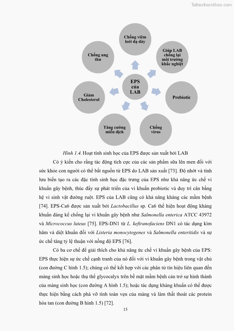 Luận án tiến sĩ công nghệ sinh học Nghiên cứu các điều kiện stress môi trường đến khả năng tổng hợp exopolysaccharides của vi khuẩn Lactobacillus plantarum - 3 Trang 31
