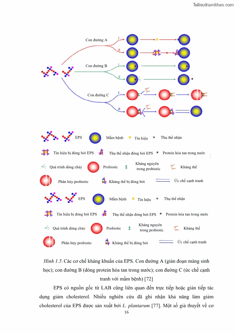 Luận án tiến sĩ công nghệ sinh học Nghiên cứu các điều kiện stress môi trường đến khả năng tổng hợp exopolysaccharides của vi khuẩn Lactobacillus plantarum - 3 Trang 32
