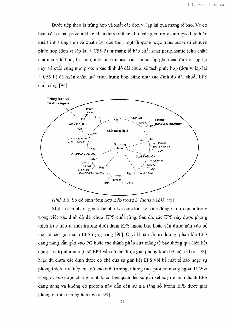 Luận án tiến sĩ công nghệ sinh học Nghiên cứu các điều kiện stress môi trường đến khả năng tổng hợp exopolysaccharides của vi khuẩn Lactobacillus plantarum - 4 Trang 37