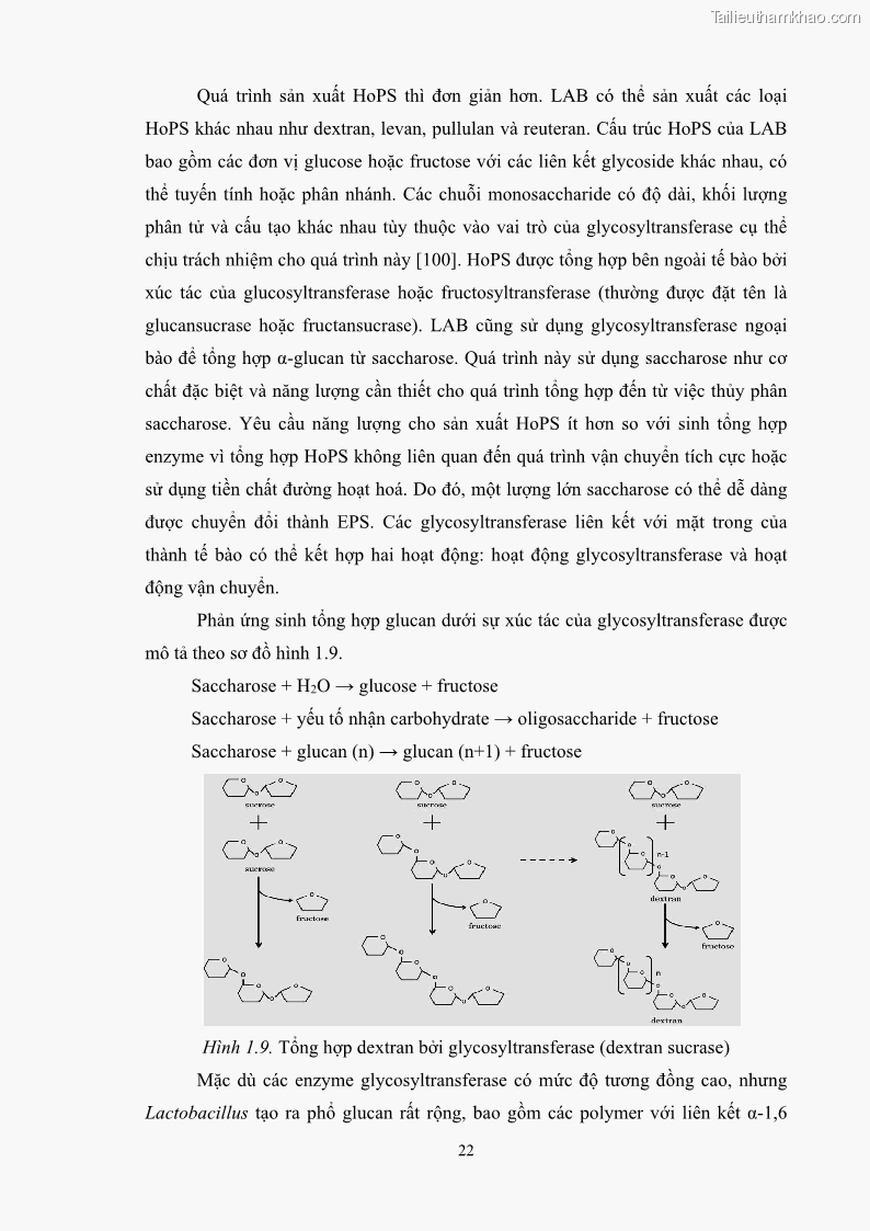 Luận án tiến sĩ công nghệ sinh học Nghiên cứu các điều kiện stress môi trường đến khả năng tổng hợp exopolysaccharides của vi khuẩn Lactobacillus plantarum - 4 Trang 38