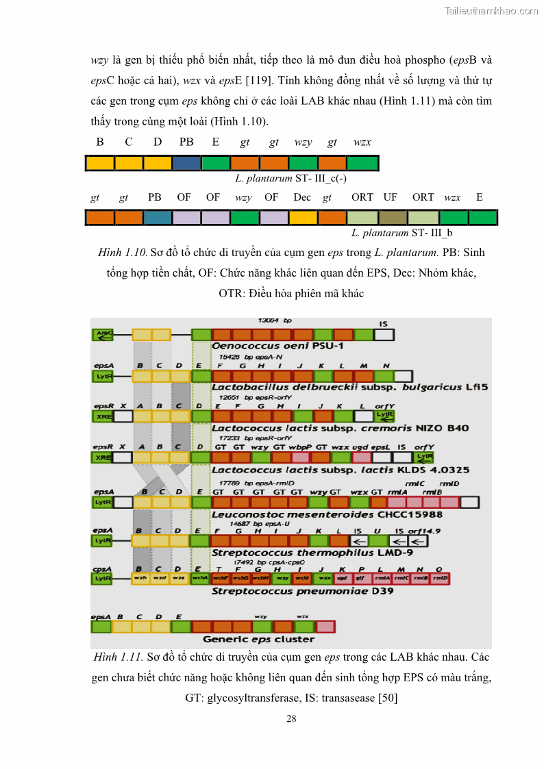 Luận án tiến sĩ công nghệ sinh học Nghiên cứu các điều kiện stress môi trường đến khả năng tổng hợp exopolysaccharides của vi khuẩn Lactobacillus plantarum - 4 Trang 44