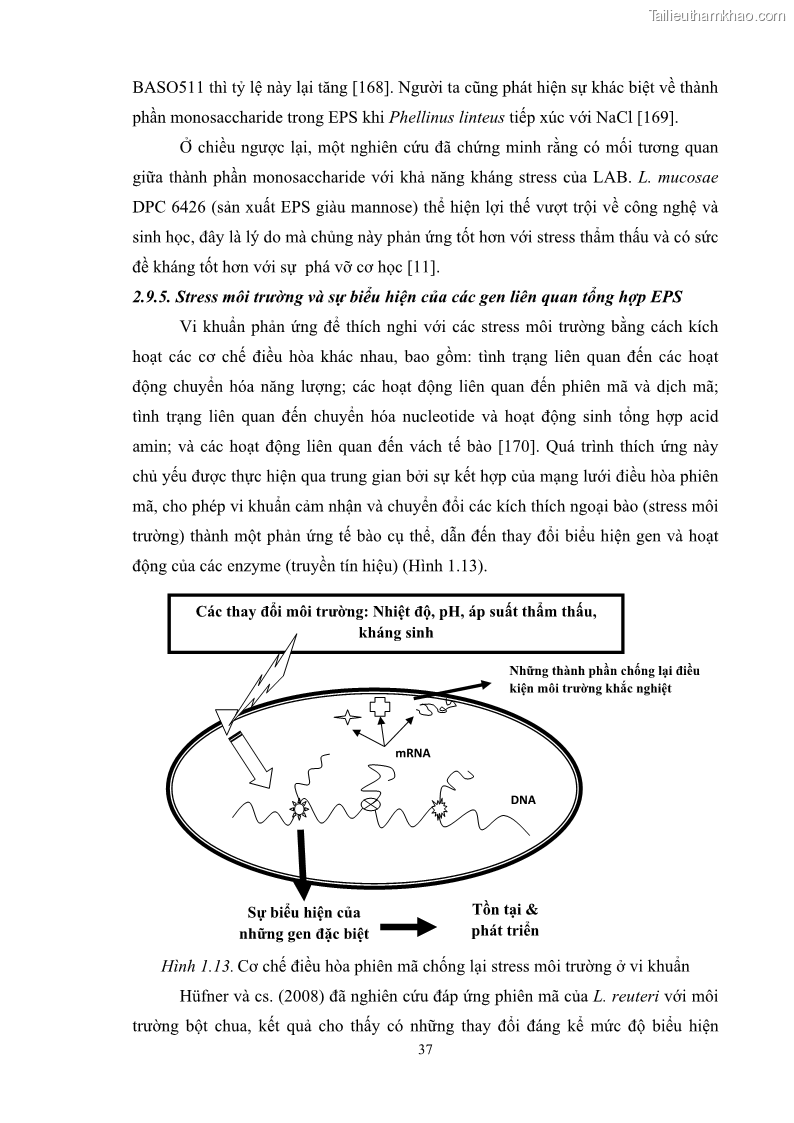 Luận án tiến sĩ công nghệ sinh học Nghiên cứu các điều kiện stress môi trường đến khả năng tổng hợp exopolysaccharides của vi khuẩn Lactobacillus plantarum - 5 Trang 53
