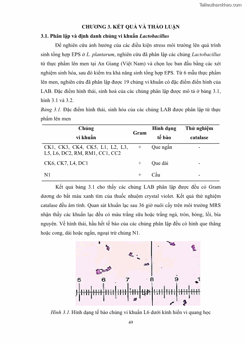 Luận án tiến sĩ công nghệ sinh học Nghiên cứu các điều kiện stress môi trường đến khả năng tổng hợp exopolysaccharides của vi khuẩn Lactobacillus plantarum - 6 Trang 65