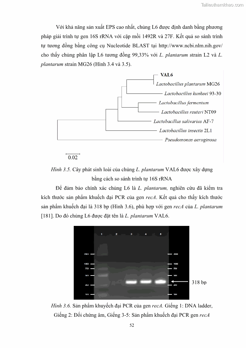 Luận án tiến sĩ công nghệ sinh học Nghiên cứu các điều kiện stress môi trường đến khả năng tổng hợp exopolysaccharides của vi khuẩn Lactobacillus plantarum - 6 Trang 68