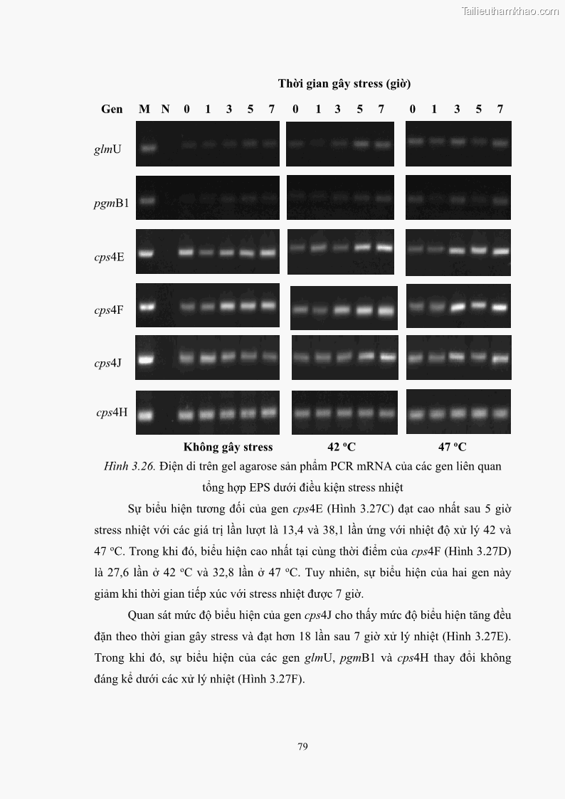 Luận án tiến sĩ công nghệ sinh học Nghiên cứu các điều kiện stress môi trường đến khả năng tổng hợp exopolysaccharides của vi khuẩn Lactobacillus plantarum - 8 Trang 95