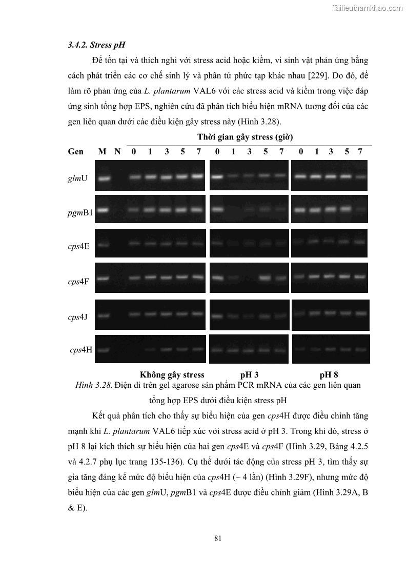 Luận án tiến sĩ công nghệ sinh học Nghiên cứu các điều kiện stress môi trường đến khả năng tổng hợp exopolysaccharides của vi khuẩn Lactobacillus plantarum - 9 Trang 97