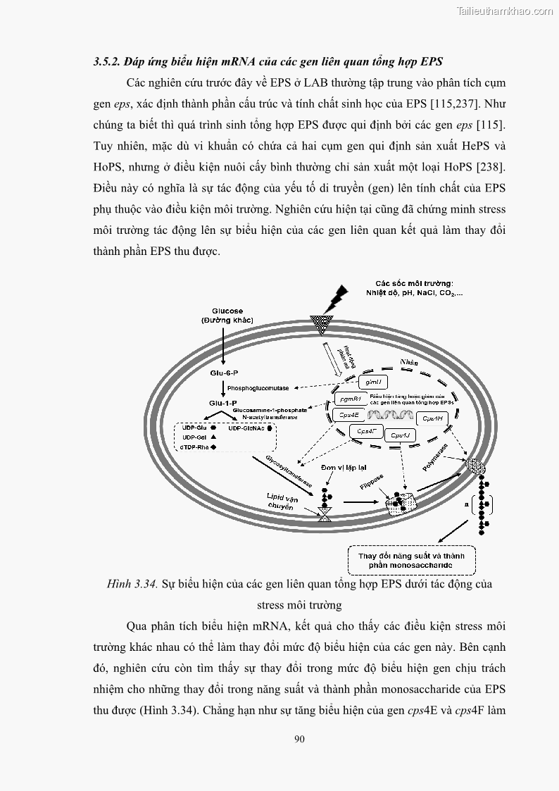 Luận án tiến sĩ công nghệ sinh học Nghiên cứu các điều kiện stress môi trường đến khả năng tổng hợp exopolysaccharides của vi khuẩn Lactobacillus plantarum - 9 Trang 106