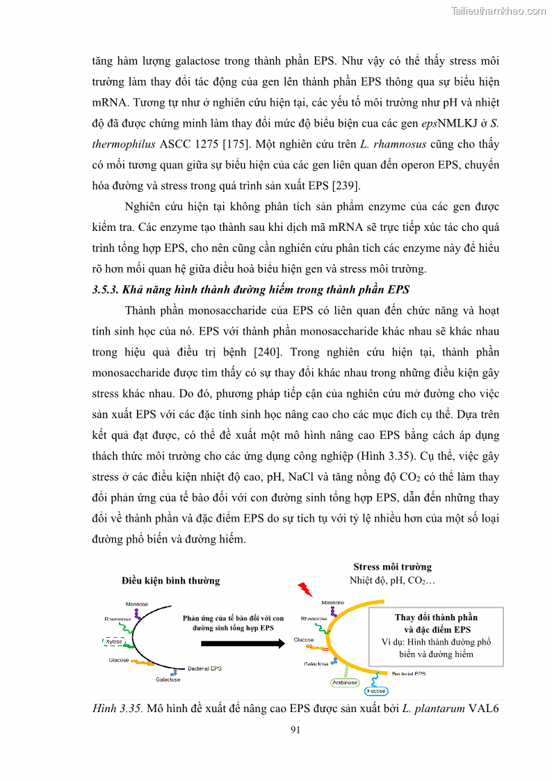 Luận án tiến sĩ công nghệ sinh học Nghiên cứu các điều kiện stress môi trường đến khả năng tổng hợp exopolysaccharides của vi khuẩn Lactobacillus plantarum - 9 Trang 107
