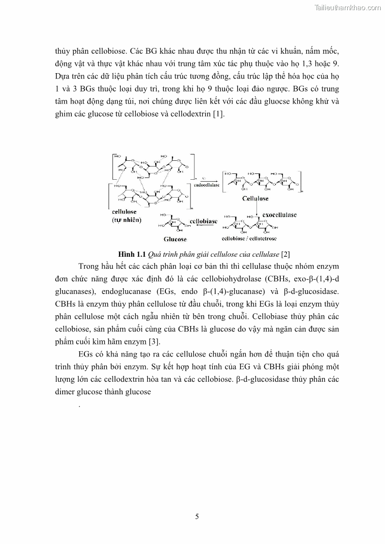 Luận án tiến sĩ công nghệ sinh học Nghiên cứu cellulase từ vi khuẩn ruột mối phân lập ở Việt Nam - 2 Trang 18