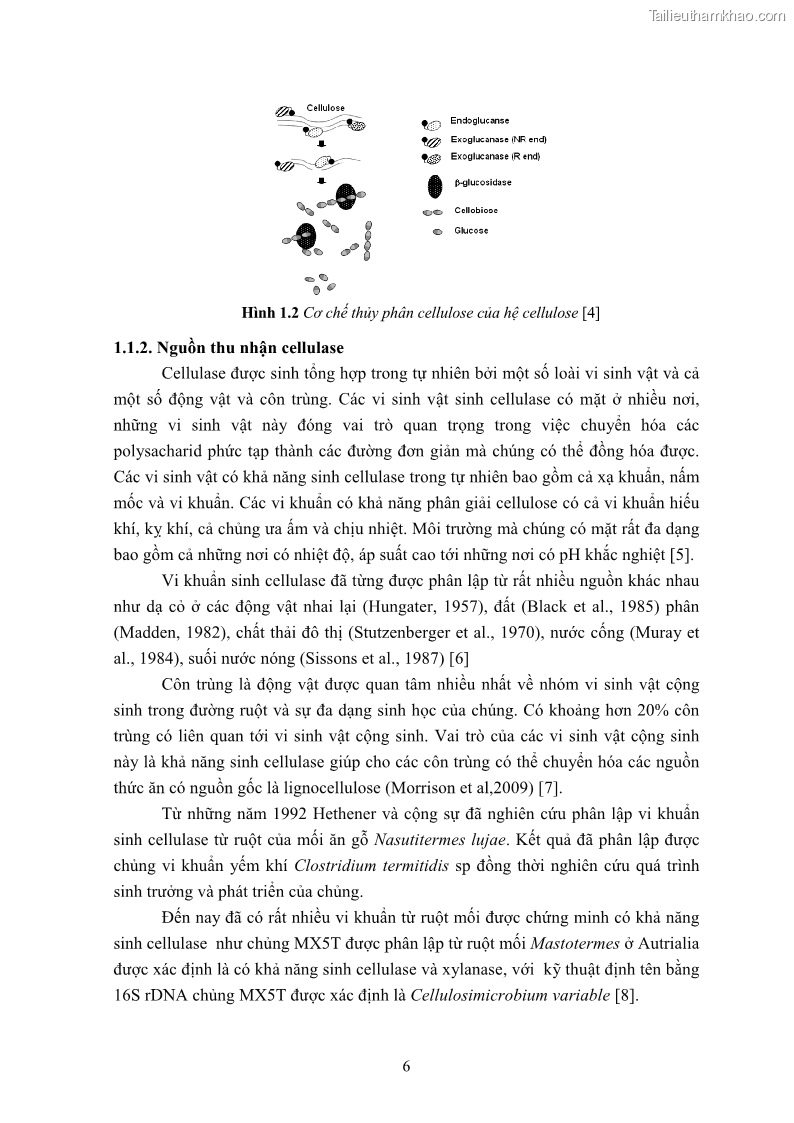 Luận án tiến sĩ công nghệ sinh học Nghiên cứu cellulase từ vi khuẩn ruột mối phân lập ở Việt Nam - 2 Trang 19