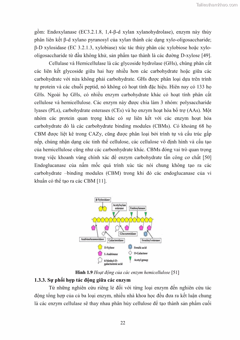 Luận án tiến sĩ công nghệ sinh học Nghiên cứu cellulase từ vi khuẩn ruột mối phân lập ở Việt Nam - 3 Trang 35