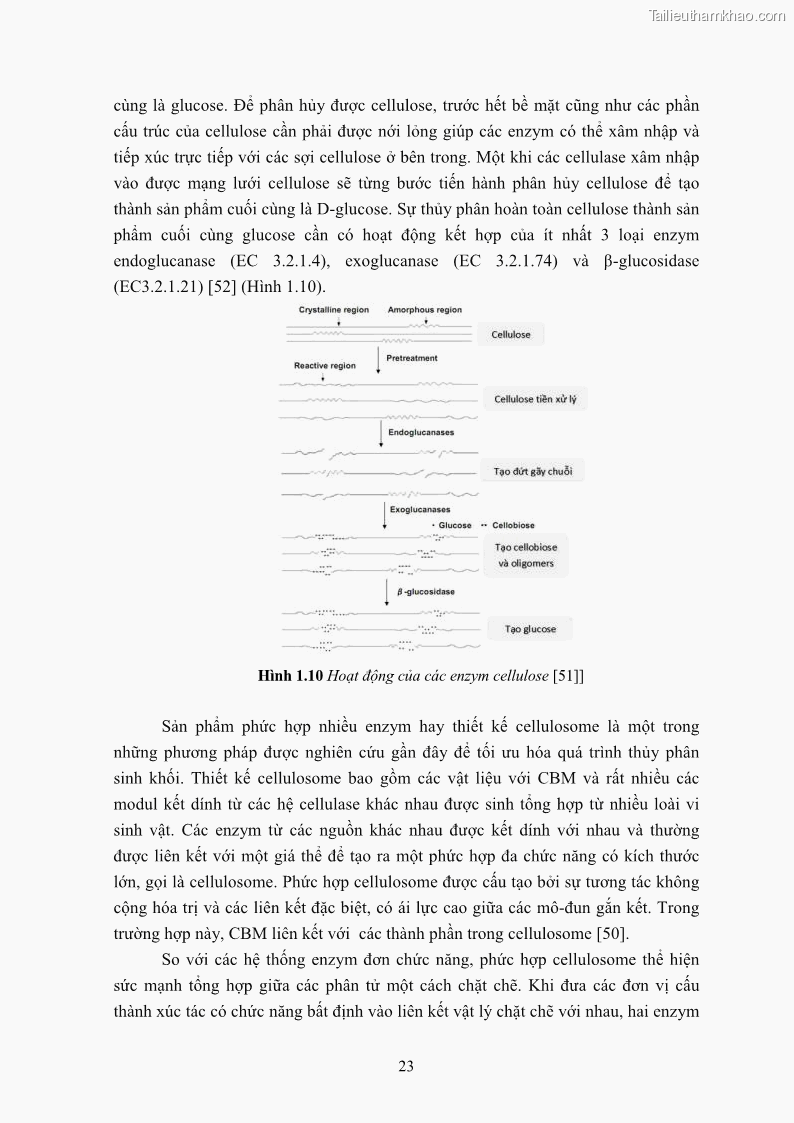 Luận án tiến sĩ công nghệ sinh học Nghiên cứu cellulase từ vi khuẩn ruột mối phân lập ở Việt Nam - 3 Trang 36