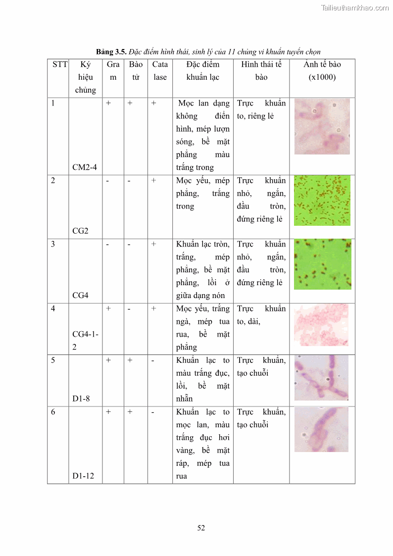 Luận án tiến sĩ công nghệ sinh học Nghiên cứu cellulase từ vi khuẩn ruột mối phân lập ở Việt Nam - 6 Trang 65
