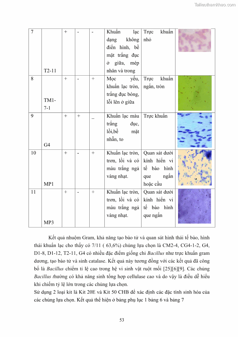 Luận án tiến sĩ công nghệ sinh học Nghiên cứu cellulase từ vi khuẩn ruột mối phân lập ở Việt Nam - 6 Trang 66