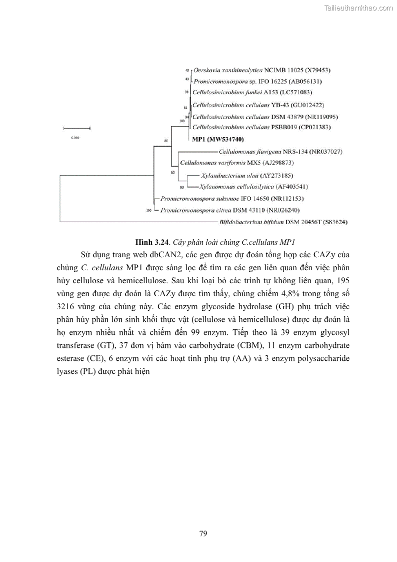 Luận án tiến sĩ công nghệ sinh học Nghiên cứu cellulase từ vi khuẩn ruột mối phân lập ở Việt Nam - 8 Trang 92