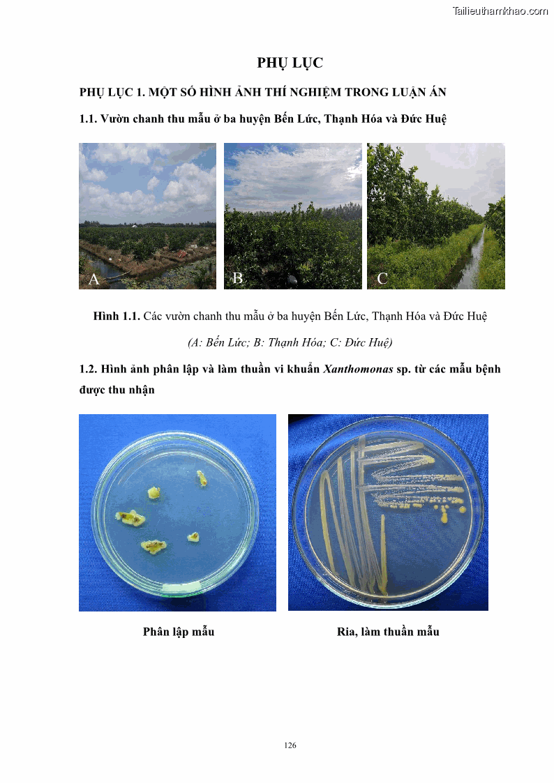 Luận án tiến sĩ công nghệ sinh học Nghiên cứu khả năng ức chế vi khuẩn Xanthomonas sp. gây bệnh loét trên cây chanh của cao chiết phân đoạn từ cây Giao Euphorbia tirucalli L. - 13 Trang 147